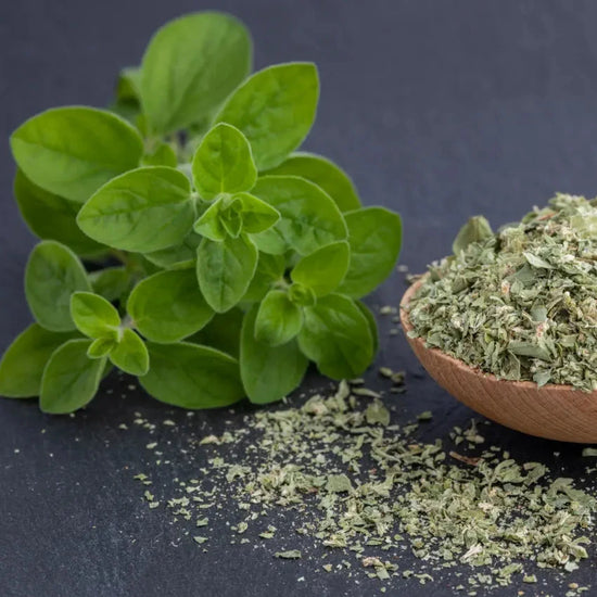 Oregano