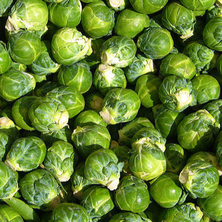 Stalk of Brussel Sprouts