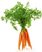 Bunched Carrots