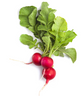 Bunched Radish
