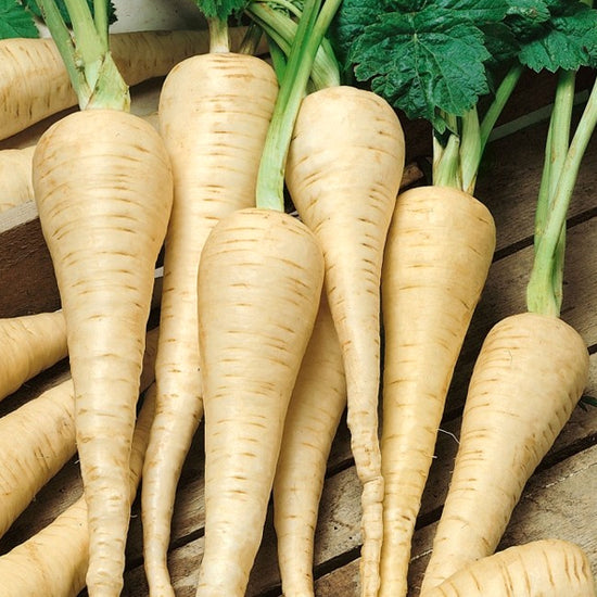 Parsnips