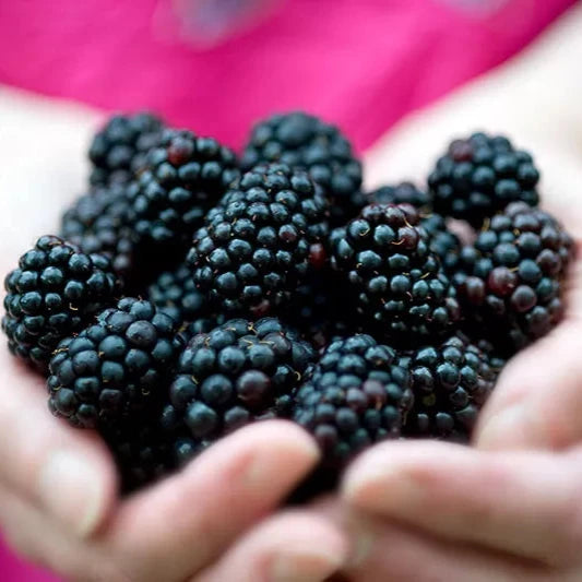 Punnet of Blackberries