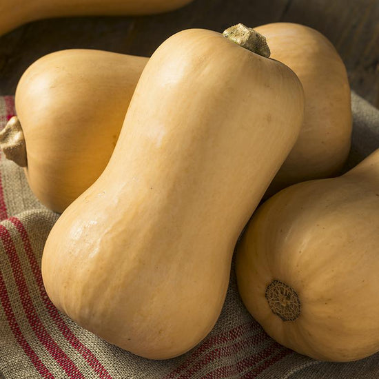 Butternut Squash