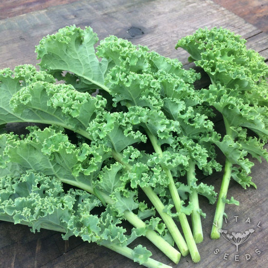 Bunch of Green Kale - 500g (Sussex Grown)
