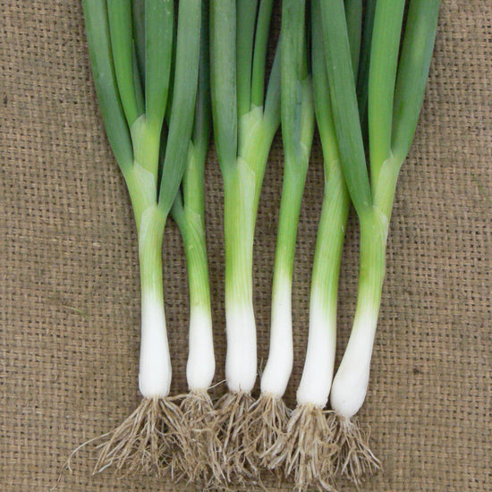 Spring Onion Bunch