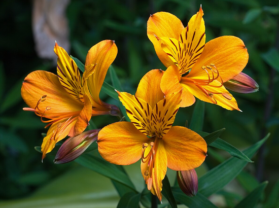 Alstroemeria